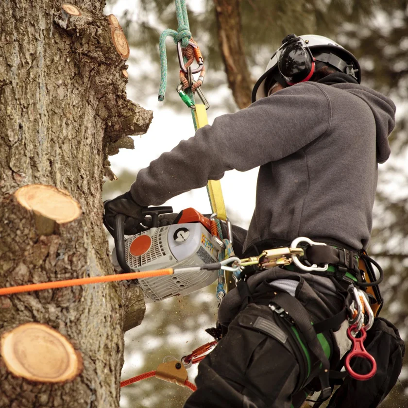 Tree Removal and Trimming Services by Texas Dreamscapes